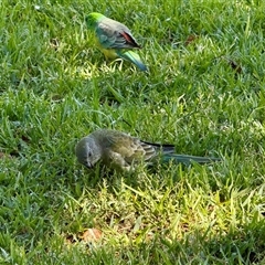 Psephotus haematonotus (Red-rumped Parrot) at Gungahlin, ACT - 11 Feb 2025 by LouiseSproule