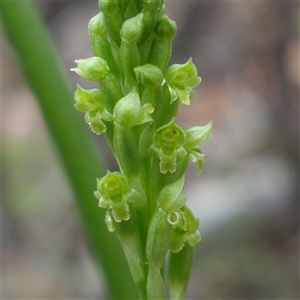 Microtis unifolia (Common Onion Orchid) at Kambah, ACT - 25 Nov 2024 by RobG1