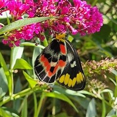 Delias harpalyce (Imperial Jezebel) at Braidwood, NSW - 11 Feb 2025 by MatthewFrawley