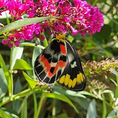 Delias harpalyce (Imperial Jezebel) at Braidwood, NSW - 11 Feb 2025 by MatthewFrawley