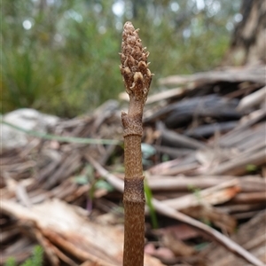 Gastrodia procera (Tall Potato Orchid) at Tharwa, ACT - 25 Nov 2024 by RobG1