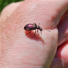 Lagriini sp. (tribe) (Unidentified lagriine darkling beetle) at Braidwood, NSW - 11 Feb 2025 by MatthewFrawley