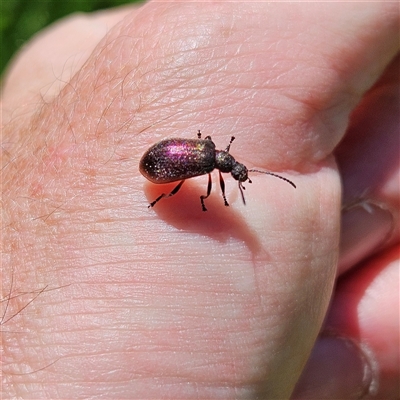 Lagriini sp. (tribe) (Unidentified lagriine darkling beetle) at Braidwood, NSW - 11 Feb 2025 by MatthewFrawley