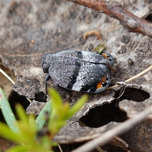 Platybrachys vidua (Eye-patterned Gum Hopper) - 25 Nov 2024 by RobG1