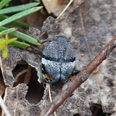 Platybrachys vidua at Undefined Area - 25 Nov 2024 03:18 PM