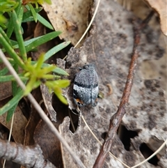 Platybrachys vidua at Undefined Area - 25 Nov 2024 03:18 PM