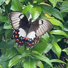 Papilio aegeus (Orchard Swallowtail, Large Citrus Butterfly) at Kambah, ACT - 11 Feb 2025 by LineMarie