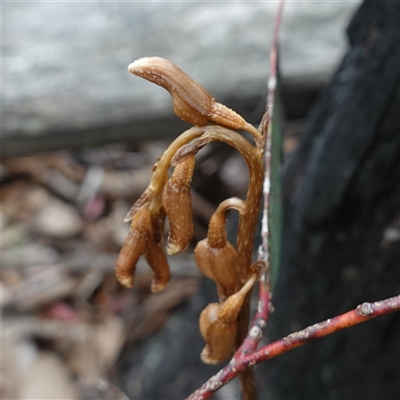 Gastrodia sp. at Tharwa, ACT - 25 Nov 2024 by RobG1