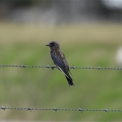 Artamus cyanopterus (Dusky Woodswallow) at Fyshwick, ACT - 9 Feb 2025 by LineMarie