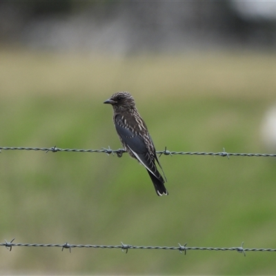 Artamus cyanopterus (Dusky Woodswallow) at Fyshwick, ACT - 9 Feb 2025 by LineMarie