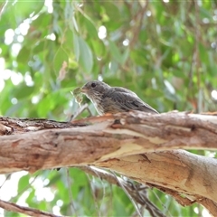 Pachycephala rufiventris (Rufous Whistler) at Fyshwick, ACT - 9 Feb 2025 by LineMarie