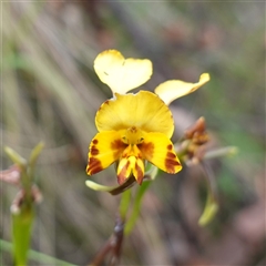 Diuris semilunulata (Late Leopard Orchid) - 25 Nov 2024 by RobG1