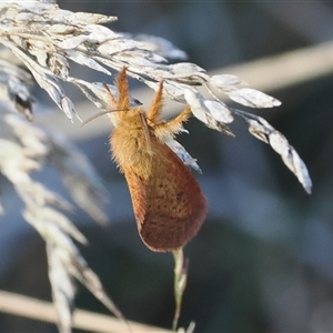 Fraus (genus) (A swift or ghost moth) at Cotter River, ACT - 3 Feb 2025 by RAllen