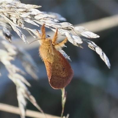 Fraus (genus) (A swift or ghost moth) at Cotter River, ACT - 3 Feb 2025 by RAllen