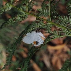 Thalaina selenaea (Orange-rimmed Satin Moth) at Cotter River, ACT - 4 Feb 2025 by RAllen