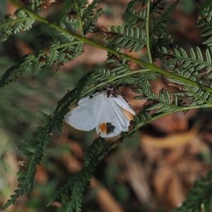 Thalaina selenaea at Cotter River, ACT - 4 Feb 2025 01:00 PM