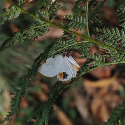 Thalaina selenaea (Orange-rimmed Satin Moth) at Cotter River, ACT - 4 Feb 2025 by RAllen