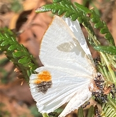 Thalaina selenaea at Cotter River, ACT - 4 Feb 2025 01:00 PM