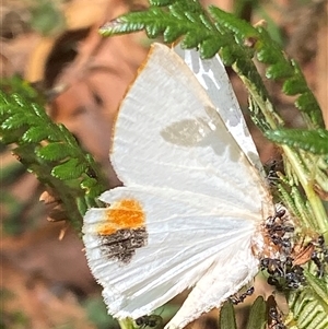 Thalaina selenaea at Cotter River, ACT - 4 Feb 2025 01:00 PM