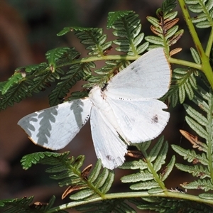 Thalaina selenaea at Cotter River, ACT - 4 Feb 2025 01:00 PM