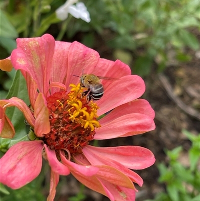 Apis mellifera at Kambah, ACT - Today by LineMarie