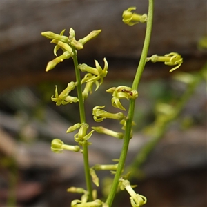 Stackhousia viminea at Snowball, NSW - 27 Nov 2024 11:07 AM