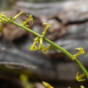 Stackhousia viminea at Snowball, NSW - 27 Nov 2024 11:07 AM