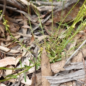 Stackhousia viminea at Snowball, NSW - 27 Nov 2024 11:07 AM