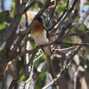 Myiagra cyanoleuca (Satin Flycatcher) at Cotter River, ACT - 3 Feb 2025 by RAllen