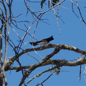 Myiagra cyanoleuca at Cotter River, ACT - 3 Feb 2025 10:39 AM