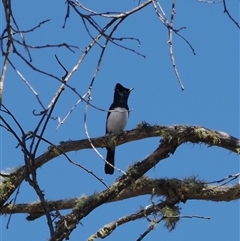 Myiagra cyanoleuca at Cotter River, ACT - 3 Feb 2025 10:39 AM