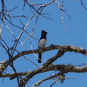 Myiagra cyanoleuca at Cotter River, ACT - 3 Feb 2025 10:39 AM