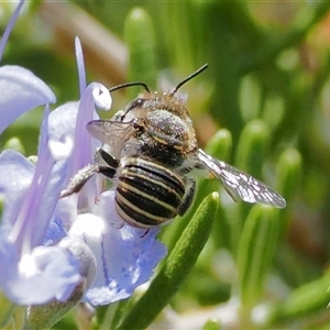 Pseudoanthidium (Immanthidium) repetitum (African carder bee) at Cook, ACT - 10 Feb 2025 by Rheardy