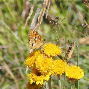 Oreixenica correae (Orange Alpine Xenica) at Cotter River, ACT - 3 Feb 2025 by RAllen