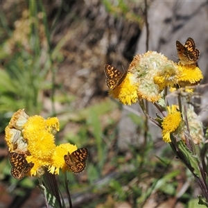 Oreixenica correae at Cotter River, ACT - 3 Feb 2025 10:59 AM