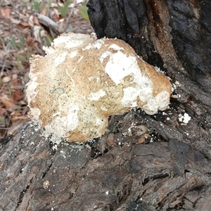 Ganoderma sp. at Cooma, NSW - 11 Feb 2025 by mahargiani