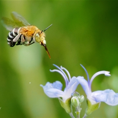 Amegilla (Zonamegilla) asserta (Blue Banded Bee) at Cook, ACT - 8 Feb 2025 by Rheardy