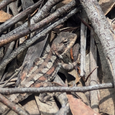 Rankinia diemensis (Mountain Dragon) at Berlang, NSW - 1 Feb 2025 by ryanbadowski