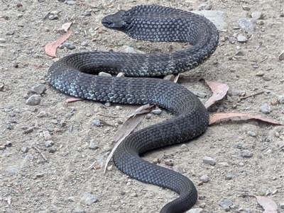 Notechis scutatus (Tiger Snake) at Brindabella, NSW - 4 Feb 2025 by ryanbadowski