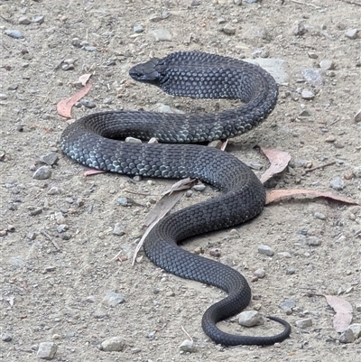 Notechis scutatus (Tiger Snake) at Brindabella, NSW - 4 Feb 2025 by ryanbadowski