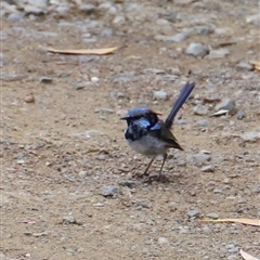 Malurus cyaneus (Superb Fairywren) at Eaglehawk Neck, TAS - 11 Feb 2025 by JimL