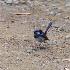 Malurus cyaneus at Eaglehawk Neck, TAS - 11 Feb 2025 02:12 PM