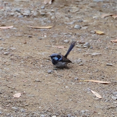 Malurus cyaneus at Eaglehawk Neck, TAS - 11 Feb 2025 02:12 PM