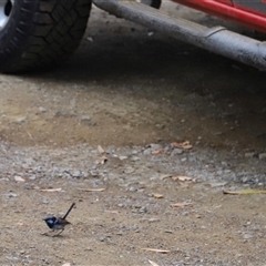 Malurus cyaneus at Eaglehawk Neck, TAS - 11 Feb 2025 02:12 PM