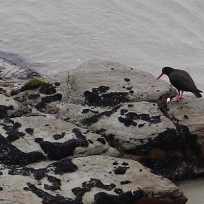 Haematopus fuliginosus (Sooty Oystercatcher) at Eaglehawk Neck, TAS - 11 Feb 2025 by JimL