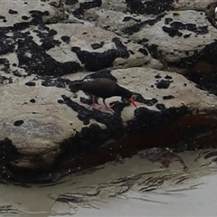 Haematopus fuliginosus at Eaglehawk Neck, TAS - suppressed