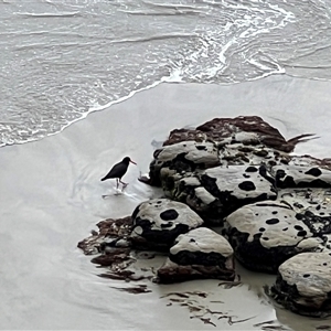 Haematopus fuliginosus at Eaglehawk Neck, TAS - suppressed
