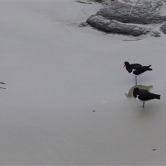 Haematopus longirostris at Eaglehawk Neck, TAS - suppressed