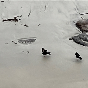 Haematopus longirostris at Eaglehawk Neck, TAS - suppressed