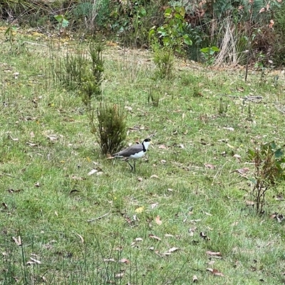 Vanellus miles (Masked Lapwing) at Port Arthur, TAS - 11 Feb 2025 by JimL